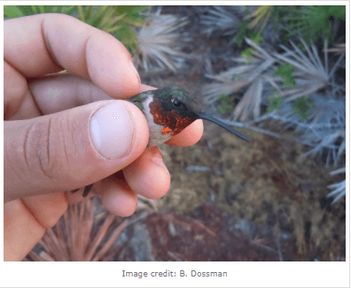 Tiny Hummingbirds’ Incredible Migration